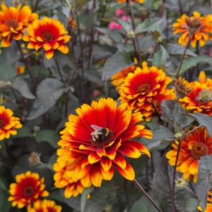 Heliopsis helianthoides 'Bonfire Sunset'