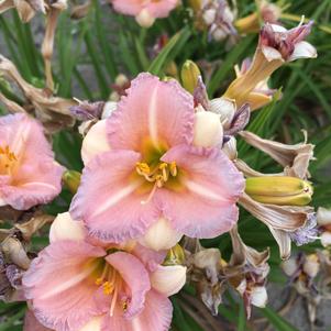 Hemerocallis 'Bloomfinity™ Blushing Bluebell'