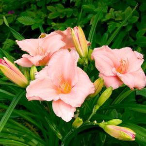 Hemerocallis 'On and On'