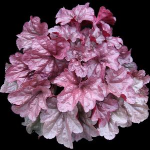 Heuchera 'Iridescent'