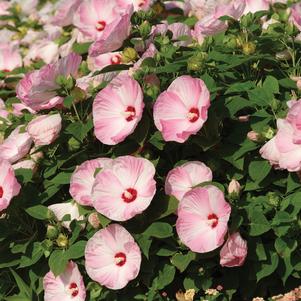 Hibiscus 'Luna™ Pink Swirl'