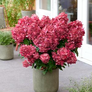 Hydrangea paniculata 'Bonfire'