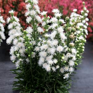 Liatris 'White Feather'
