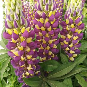 Lupinus 'Gallery Blue Yellow Bicolor'