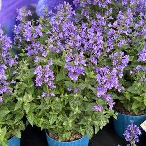 Nepeta hybrid 'Blue Planet'