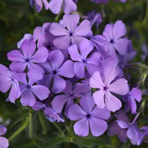 Phlox hybrida 'Candy Cloud™ Blue'