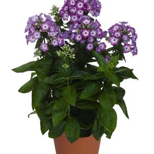 Phlox Dwarf Garden paniculata 'Flame® Purple Eye'