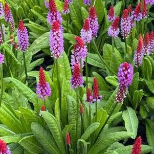 Primula 'Rose and Red'