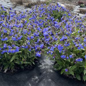 Pulmonaria 'NOVA® Cobalt'