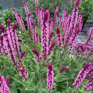 Salvia nemorosa 'Caradonna Pink Inspiration'
