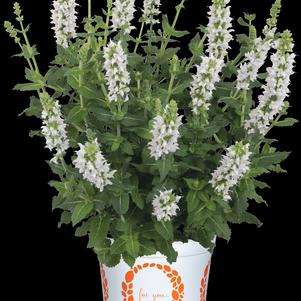 Salvia nemorosa 'Salute® White'