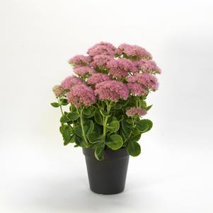 Sedum spectabile 'Spectacular'