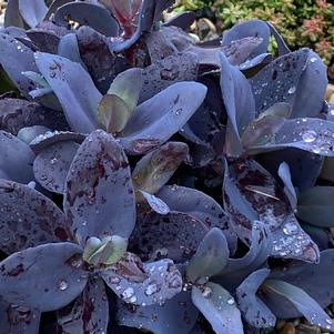 Sedum 'SunSparkler® Blue Ox'