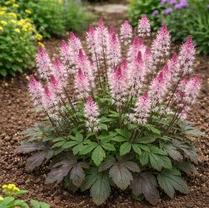 Tiarella 'Raspberry Sundae'