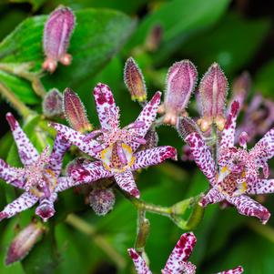 Tricyrtis formosanna 'Dark Beauty'