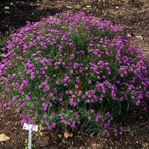 Vernonia 'Summer's Swan Song'