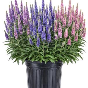 Veronica longifolia 'Skyward™ Trio'