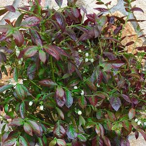 Vaccinum 'Cabernet Splash™'