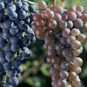Vitis 'Frontenac'