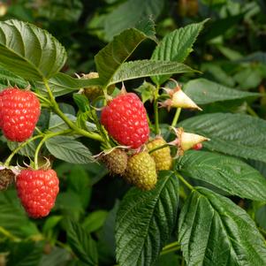 Raspberry 'Caroline'