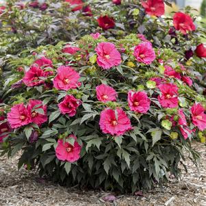 Hibiscus 'Watermelon Ruffles'