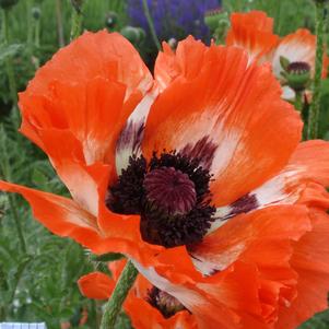 Papaver orientalis 'Pinnacle'
