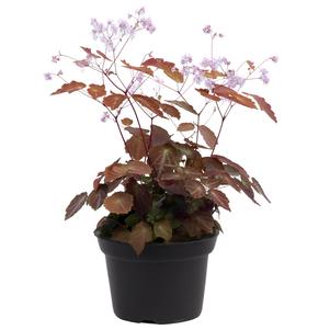 Thalictrum 'NOVA® Star'