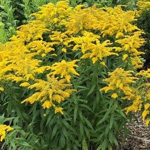 Solidago canadensis 'Little Miss Sunshine'