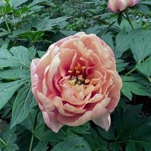 Peony ITOH 'Canary Brilliants'