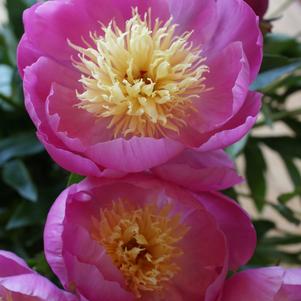 Peony 'Bowl of Love'