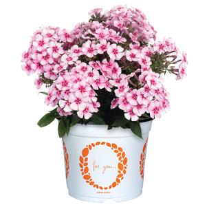 Phlox Dwarf Garden paniculata 'Early™ Pink Pinwheel'