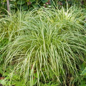 Grass Carex 'Moon Falls'