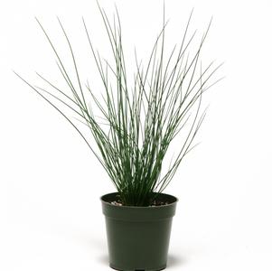 Grass Juncus effusus 'Blue Dart'
