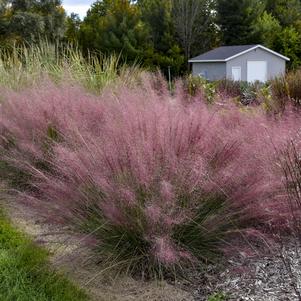 Grass Muhlenbergia 'Candy Floss'