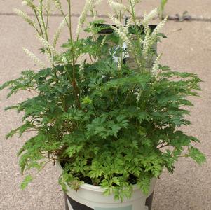 Aruncus aethusifolia 