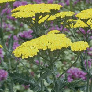 Achillea Moonshine
