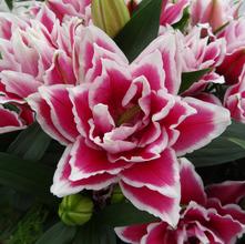 Oriental Lily 'Tricolor'