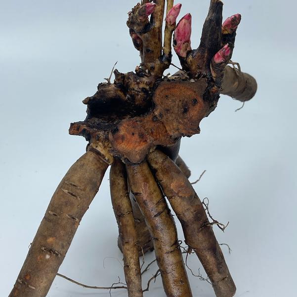 Bare Root