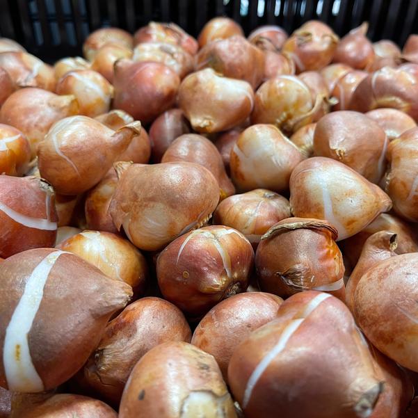 Landscape Bulbs