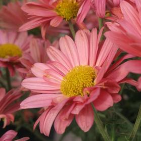 Chrysanthemum 'Mammoth™ Coral Daisy'