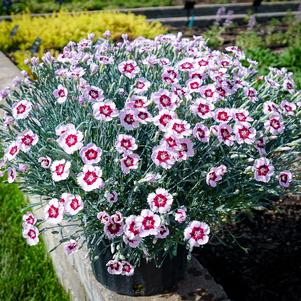 Dianthus 'Mountain Frost™ Ruby Snow'