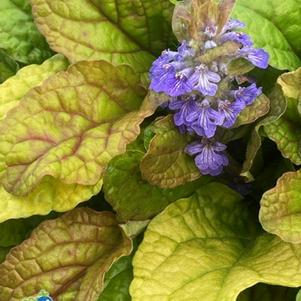 Ajuga 'Feathered Friends™ Parrot Paradise'