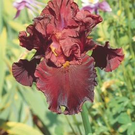 Iris germanica 'Raptor Red'