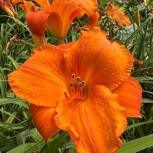 Hemerocallis 'Mauna Loa'