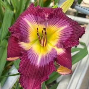 Hemerocallis 'Water Dragon'