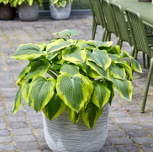 Hosta 'Broad Band'