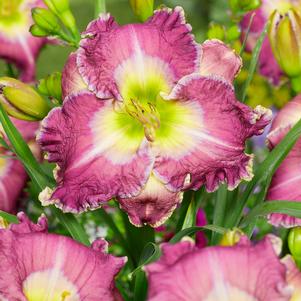 Hemerocallis 'Ring the Bells of Heaven'