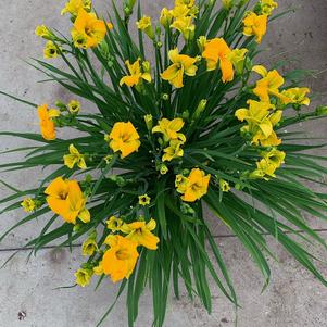 Hemerocallis 'See You Tomorrow'