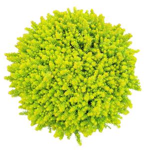 Sedum SunSparkler® Series 'Angelina's Teacup'