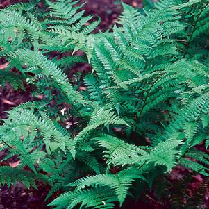 Fern Athyrium filix-femina